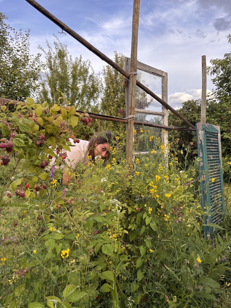 Im Beet zwischen Sonnenblumen