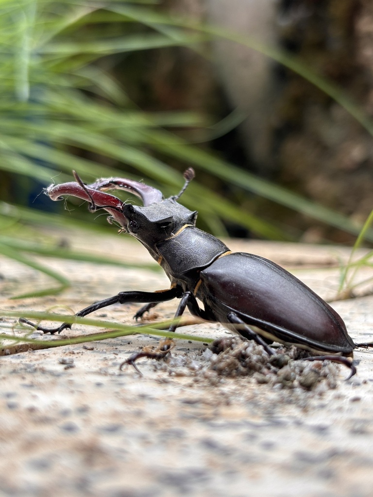 Hirschkäfer auf dem Weg