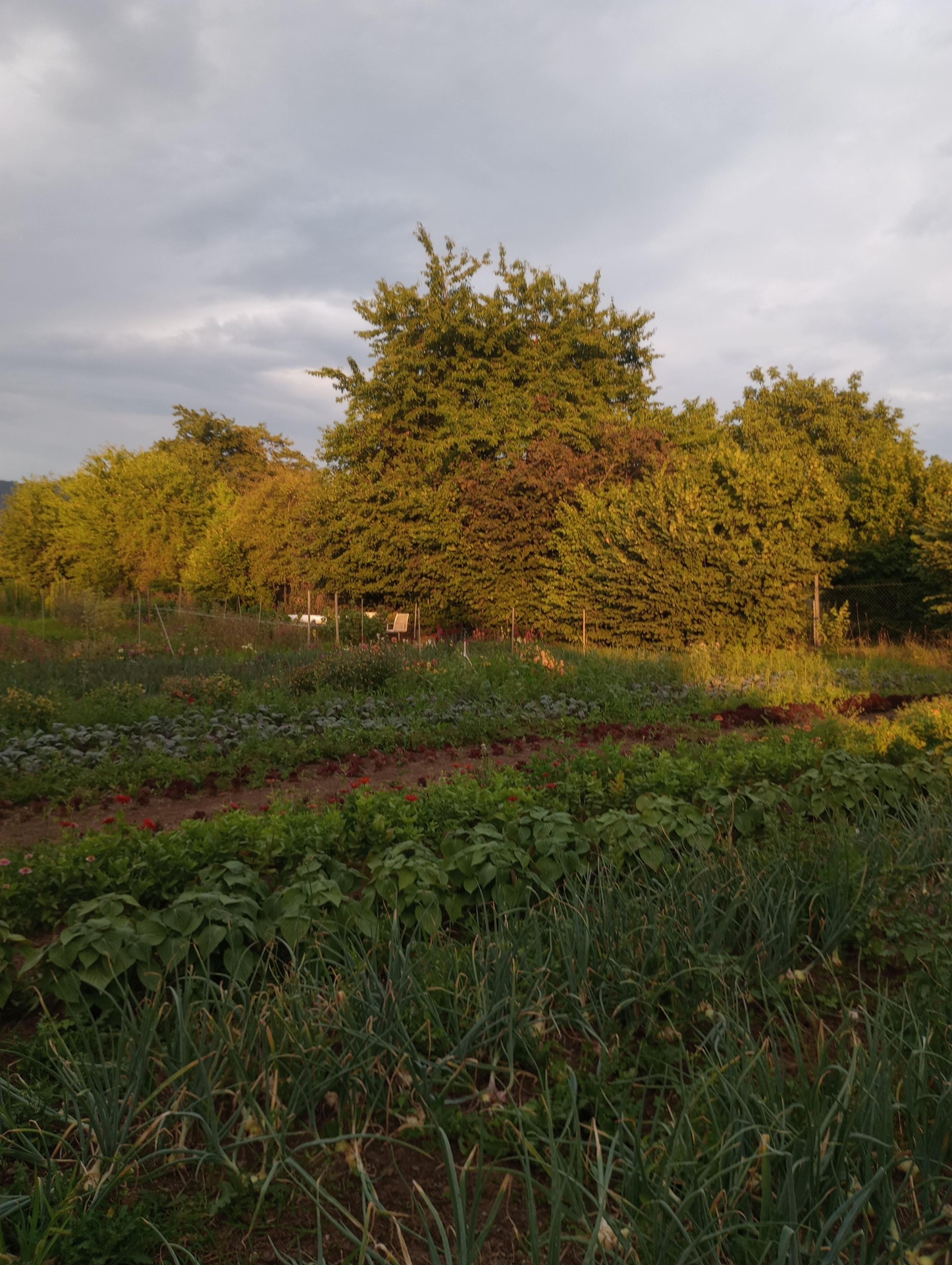 Feld / mai 2026