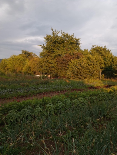Feld / mai 2026